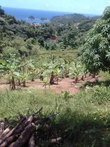 PT Jardin Farm - Calibishie