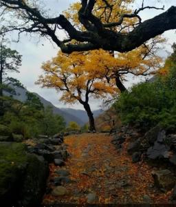 Refugio El Hualo y La Huala del Achibueno