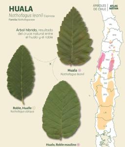 Refugio El Hualo y La Huala del Achibueno