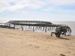 Appartements Appartement renove, lumineux proche plage avec parking - FR-1-306-1299 : photos des chambres