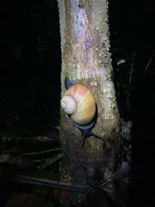 Sinharaja Green Villa Homestay - Pitabeddera