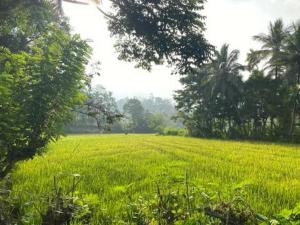 Sinharaja Green Villa Homestay