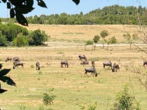 Campings Camping 3 etoiles - Piscine - eehdai : photos des chambres