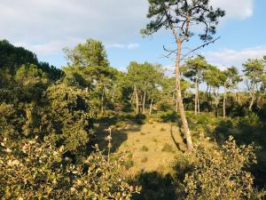 Mer et pins, refait à neuf