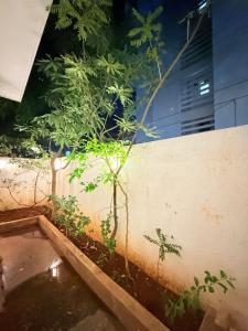 Nuvie Homes - The Peace Lily