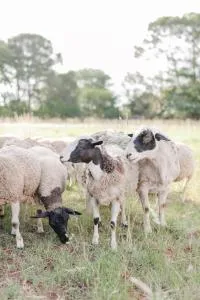 Lamorena loft farm living - Klipdrift