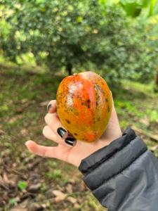 Finca El Tesoro Escondido