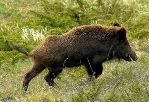 Hunting Lodge Yxkullsund - Fishing - Trekking - Hunting B&B - Ljungby