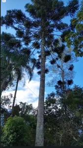 Container na mata atlântica