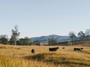 Off-Grid Cabin Nestled in Nature - Pet Friendly - Dawn