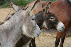 Maisons de vacances Saint Paul le Marseillais Gites : photos des chambres