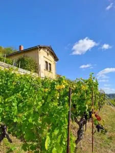 Ferienhaus und Straußwirtschaft im Weinberg - Freyburg