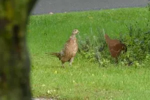 Ferienwohnung Herbers OG - 弗雷登