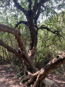 La casa dei Girasoli img53