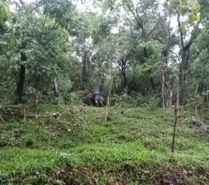 King of jungle camping ground and waterFalls - Sembatti