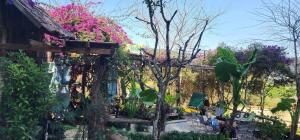 Tiệm cà phê trong rừng mimosa