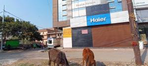 Collection O UTR Indra Nagar