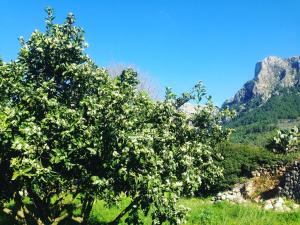 Camí de Ses Fontanelles 34, C.P: 07100, Sóller, Majorca, Spain.