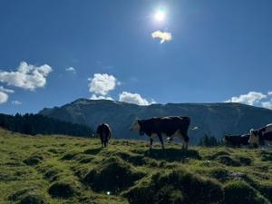 Maisons de vacances Monkey Barn Morzine Les Gets : photos des chambres