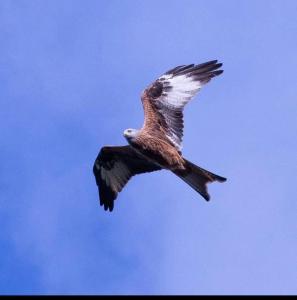 Appartements Pietralba Un havre de paix entre mer et montagnes : photos des chambres