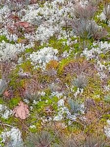 Das kleine Lavendelhaus