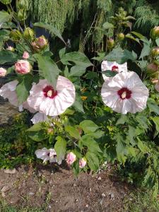 Das kleine Lavendelhaus