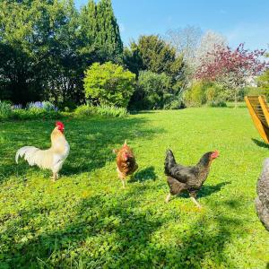 Gîte Eucalyptus LEcrin de Verdure piscine Chinon