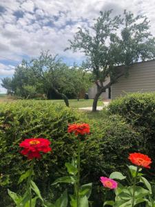 Maisons de vacances La Petite Foret : photos des chambres