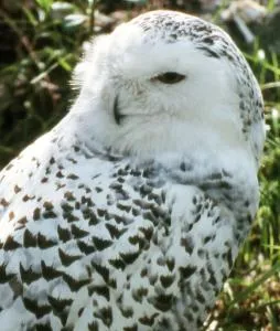 Il Barbagianni - Ripalta