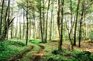 Secluded in the Woods Cedar Hot Tub Pet Friendly