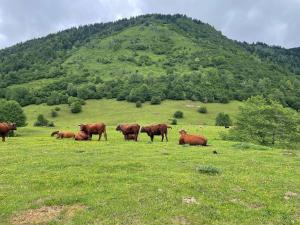 Appartements Appartement avec balcon et vue sur les montagnes : photos des chambres