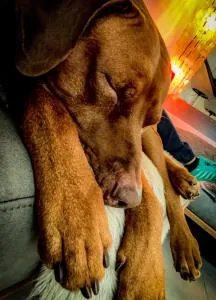 Hafners Ferienhaus - Gullringen