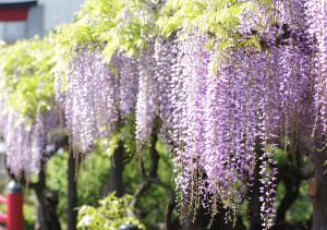 テルヌファビュル亀戸 - Tokyo Urban APT in a Japanese Local Shopping Street, with Direct Access to Shinjuku & Akihabara