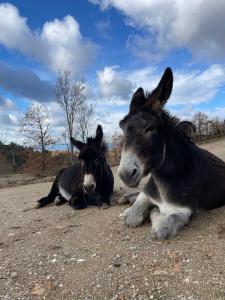 La Locanda Del Poeta