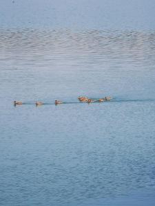 Unique A-frame in Colibita
