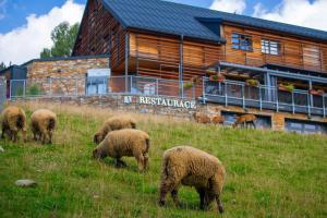 Amenity Hotel & Resort Špindlerův Mlýn