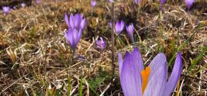 Комплекс Арда