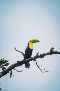 MAUMA Forest Villas - Fireplace & Amazing Views