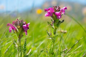 Chalets Chalet Les ecrins Guillestre Vars Risoul Queyras : photos des chambres