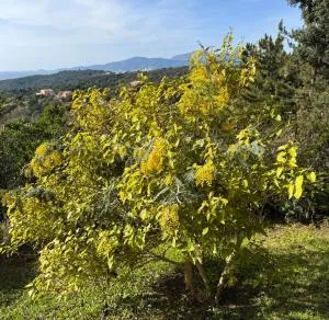 Domaine Mare e Monti - T2 Les Mimosas - Albitreccia