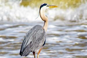 Dauphin Surf Club A14