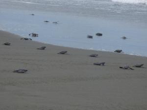 Apartamento de playa del Caribe