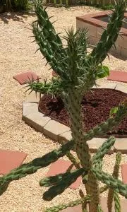 Ranch with Cactuses - 锡福德