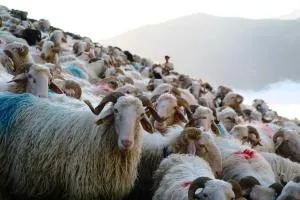 Gure Chokoa - Bidache