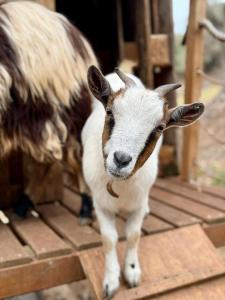 Villa Boeddu, relax tra mare e campagna img66