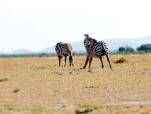 Kaasham Cabins Olpejeta Nanyuki
