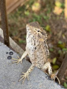 Swa Vana The Designers studio