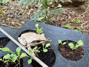 Swa Vana The Designers studio