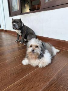 Aspiraya Homestay with Pool - สำหรับชาวต่างชาติเข้าพักเท่านั้น