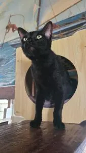 Paseo Del Mar Seaside Inn - 安达